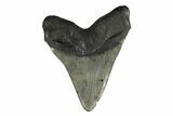 Fossil Megalodon Tooth - South Carolina #239766-2